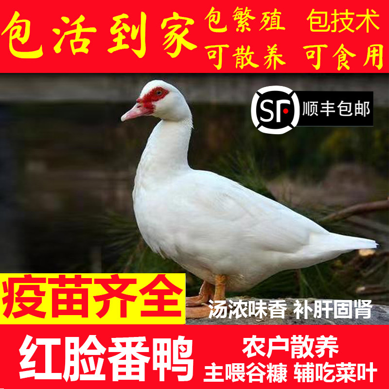 6斤成年纯种白番鸭活鸭大种番鸭肉鸭火鸭洋鸭旱鸭红脸鸳鸯鸭种鸭