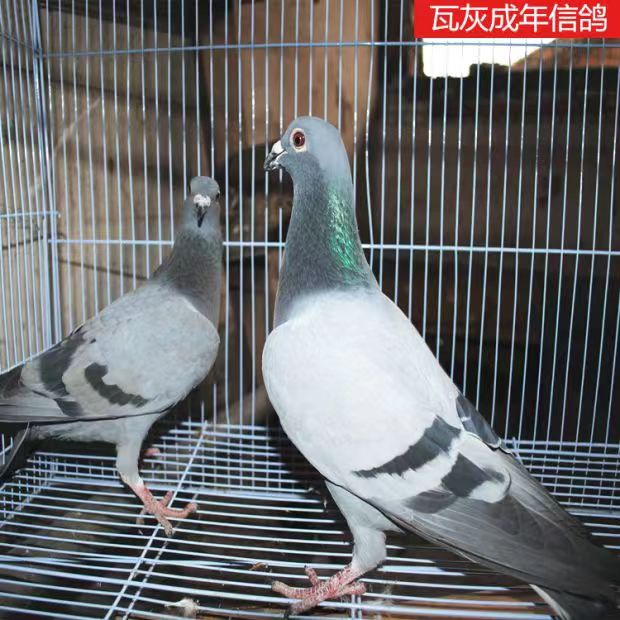 信鸽赛鸽活体公母一对成绩鸽小鸽种鸽鸽子苗幼鸽可繁殖鸽子信鸽