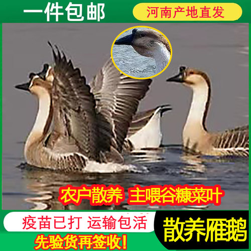 正宗纯种灰鹅农村散养马岗鹅雁鹅大雁鹅成年种鹅下蛋鹅老鹅8斤