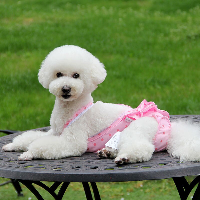 背带b宠物女狗狗月经裤大姨妈生理裤泰迪衣服母狗卫生裤内裤安全