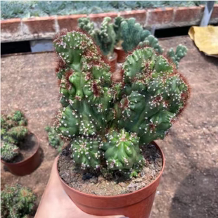 福运山影拳仙人山植物仙人掌盆景虎头峰罗汉山仙人柱多肉植物防辐