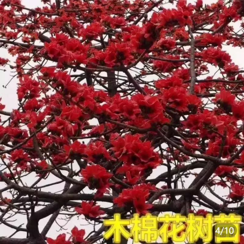 木棉树苗木棉花树苗庭院名