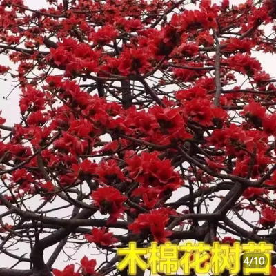 木棉树苗木棉花树苗庭院名