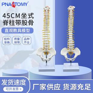 45CM人体脊柱模型人体骨骼骨架脊椎椎间盘神经颈椎胸椎 骨盆 尾椎