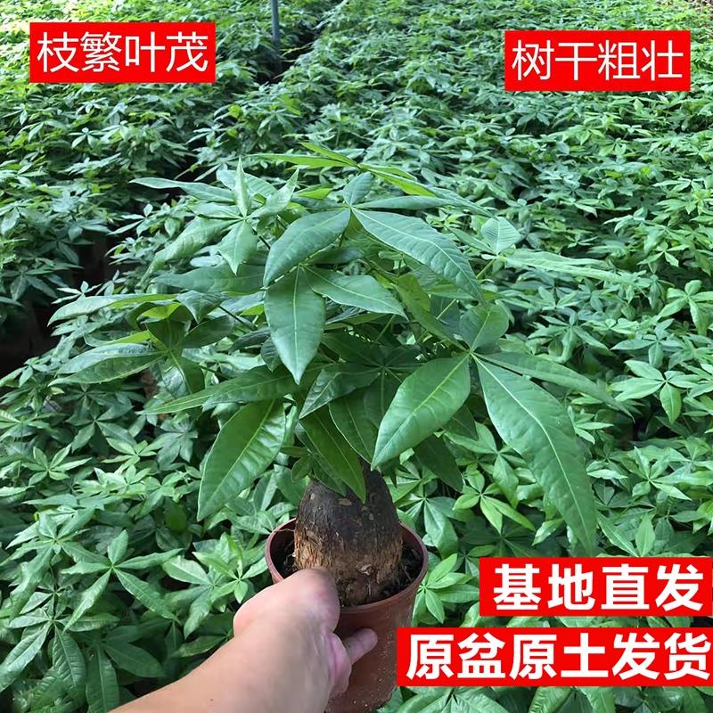 发财树盆栽室内植物办公室桌面招财摆件小盆景四季常青好养活绿植