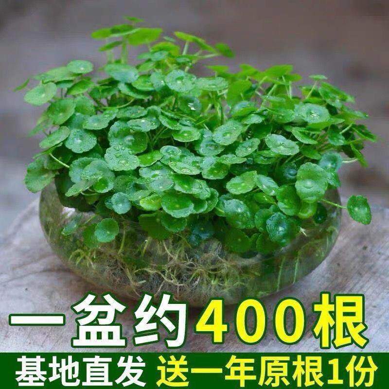 带大叶铜钱草水培土培盆栽办公室金钱草桌面绿植花草好养吸甲醛