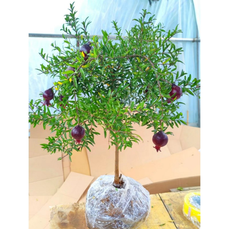 石榴盆景老桩墨石榴紫玉石榴树苗带果室内阳台院子