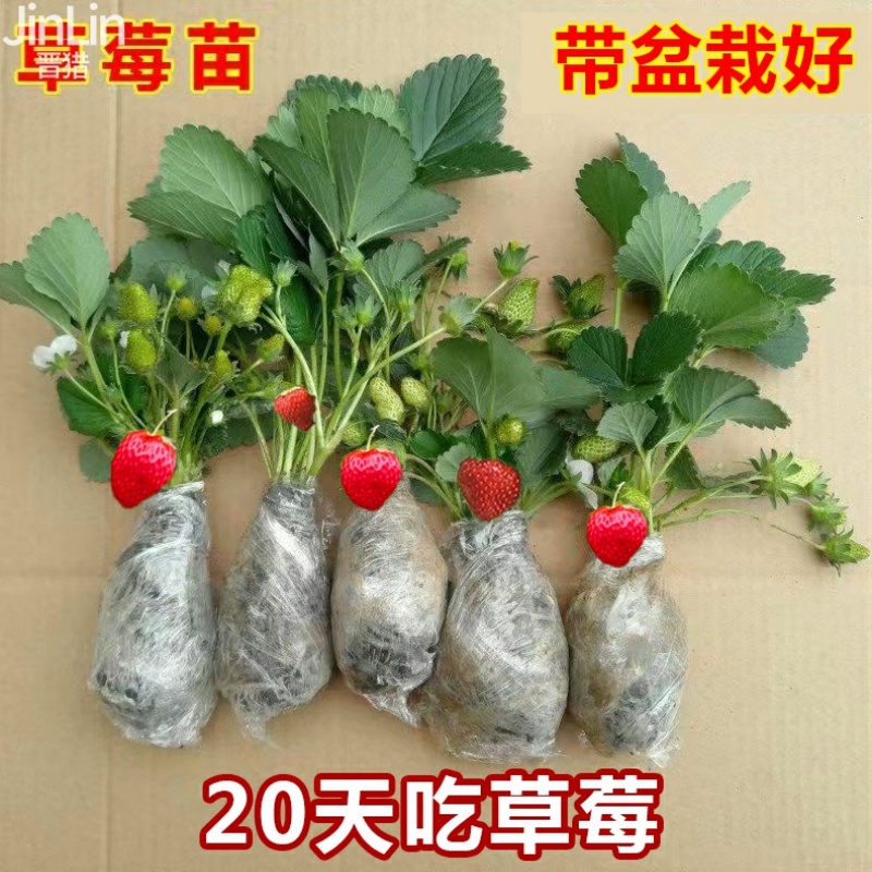 奶油草莓苗盆栽带盆带食用四季丹东红颜草莓秧新苗阳台庭院种植苗