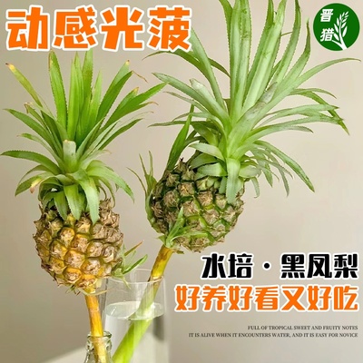 小菠萝水培植物动感光菠香蕉鲜切花食用云南室内水养插花观果绿植