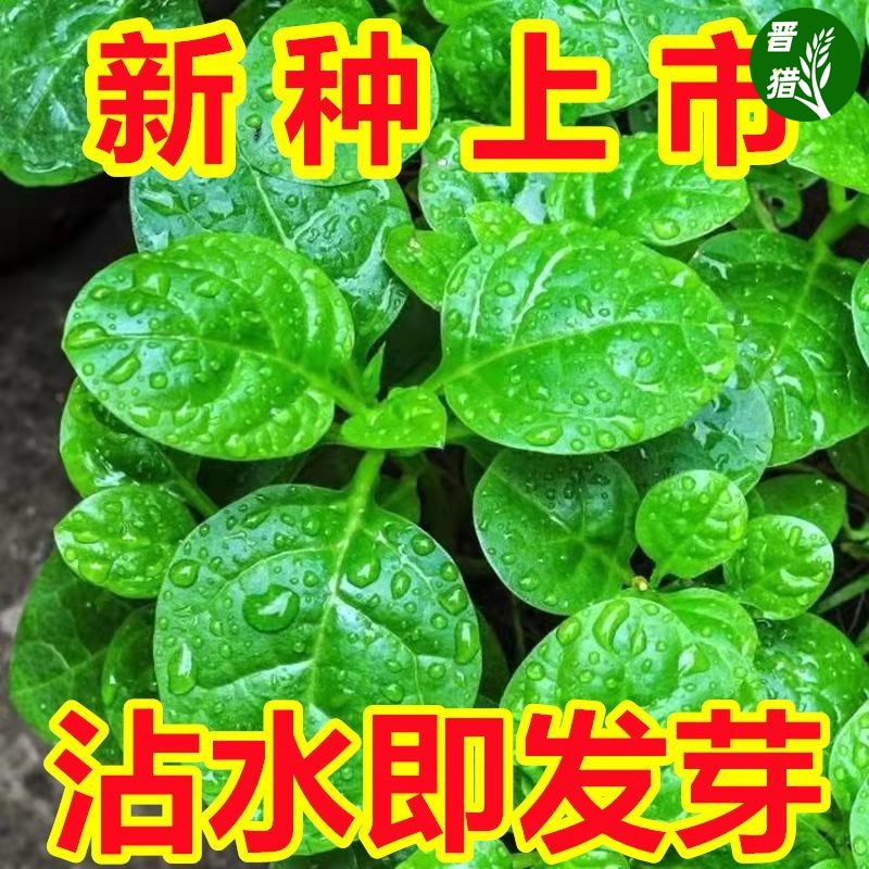 【摘完又长】大叶木耳菜种子肉厚夏天...