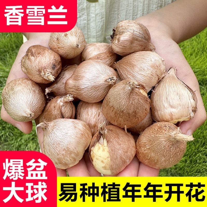 香雪兰花小苍兰种球四季多年生易种花卉盆栽重瓣浓香型植物种子