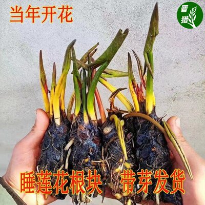 大睡莲根块池塘植物睡莲花水培四季盆栽水养荷花种根睡莲根茎带芽