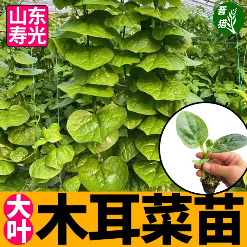 山东摘不败大圆叶木耳菜秧苗带土球高钙豆腐菜种子四季阳台盆栽苗