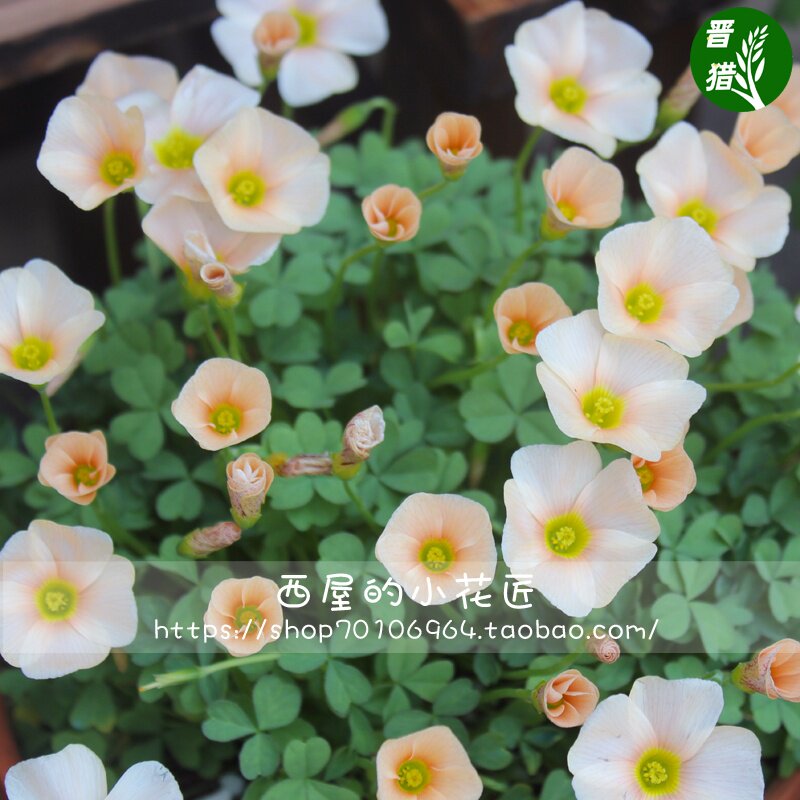 现货 oxalis obtusa feather 羽毛 多年生秋植酢浆草种球