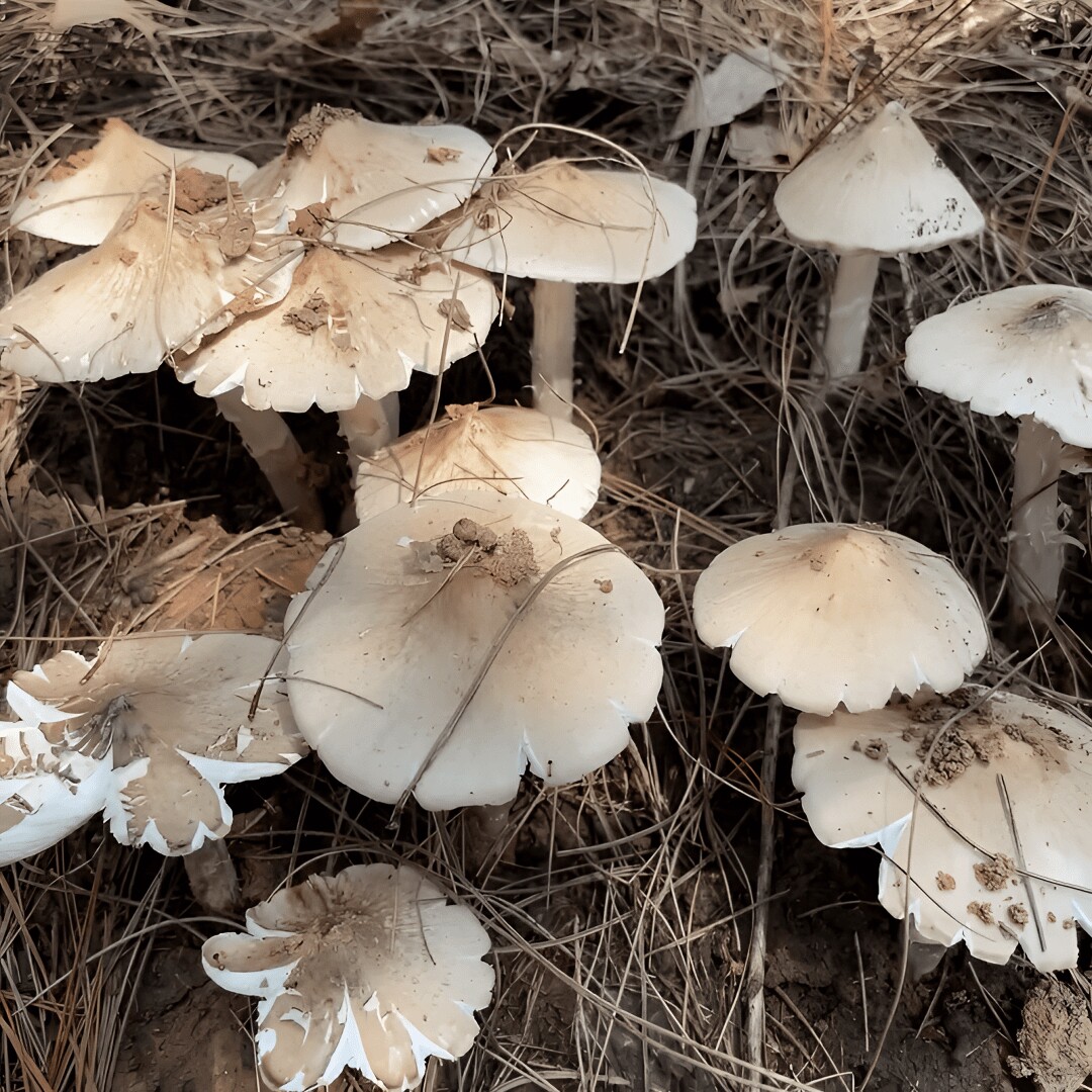 鸡枞菌种子伞把菇食用菌种包三八菇斗鸡公荔枝菌人工种植蘑菇菌包