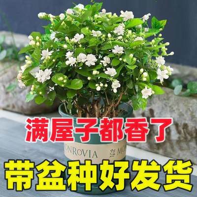 重瓣浓香型香水茉莉花原盆原土茉莉花苗盆栽花卉绿植室内外种植