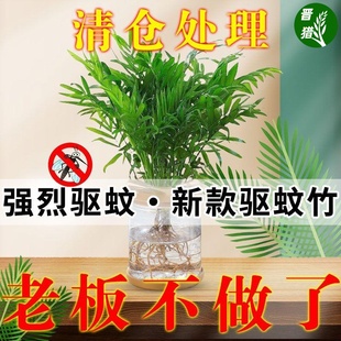 水养植物盆栽绿植室内花卉客厅办公桌水培驱蚊竹柏好养四季 常青