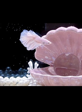 鱼缸创意微景观半月斗鱼海底世界贝壳造景装饰摆件