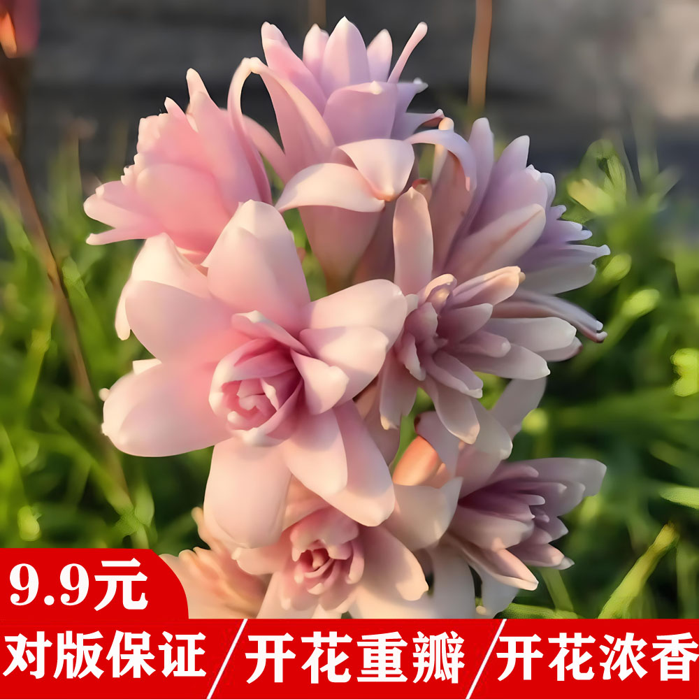 其他花苗花卉庭院阳台春夏浓香