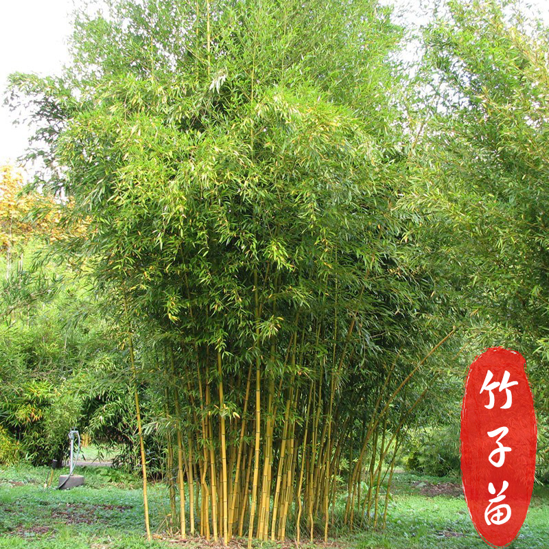 竹子苗盆栽庭院耐寒植物四季常青观赏矮化青竹树苗紫竹金镶玉竹苗
