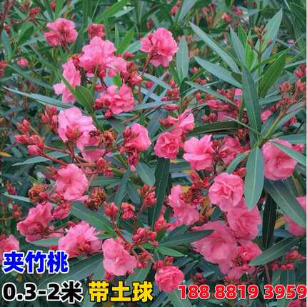 夹竹桃树苗庭院花卉地栽盆栽耐寒花树苗四季常青篱笆院墙绿化植物