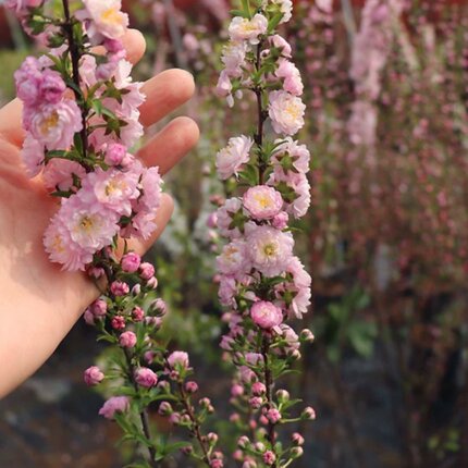 榆叶梅树苗重瓣丛生郁李花树耐寒盆栽花卉地栽庭院梅花树苗绿化苗
