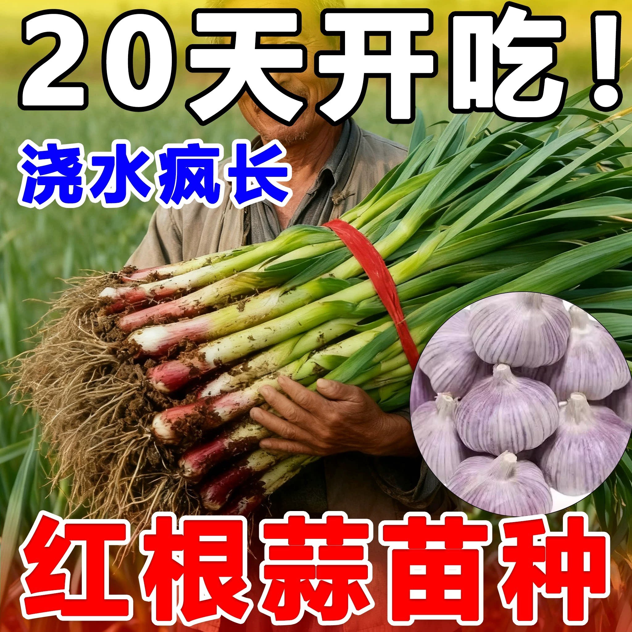 红根蒜苗种蒜苗种子大蒜种籽四季宽叶紫皮蒜瓣蒜农家蒜苗种子盆栽