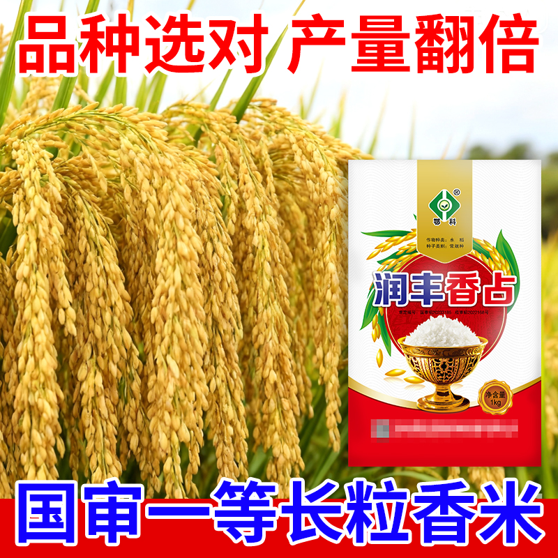高产水稻种子润丰香占长粒优质一等香米大穗农科院抗病倒稻谷种子