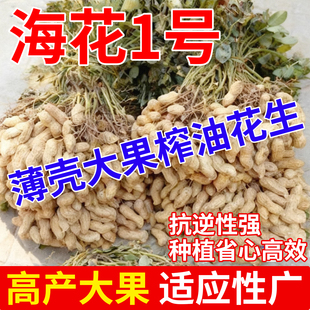 海花一号超高产花生种子薄壳原种矮秆早熟高油抗旱农科院花生新品