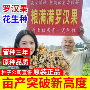 罗汉果花生种子薄皮超原种高油高产出米高矮 杆早熟大粒留种三年