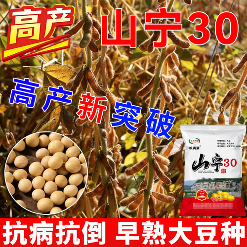 山宁30超高产大豆种子大粒黄豆毛豆种子一代原种矮杆早熟抗旱耐涝