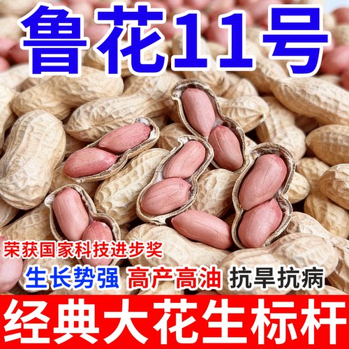 鲁花11号农科院高产花生种子超高产薄壳大粒抗旱早熟榨油花生种子