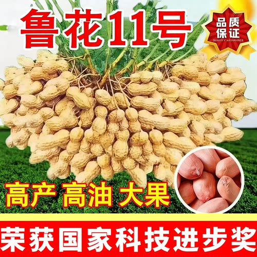 鲁花11号农科院高产花生种子超高产薄壳大粒抗旱早熟榨油花生种子