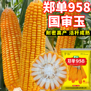 特大高产玉米种子农科院老品种杂交早熟优质南方大棒饲料玉米种子