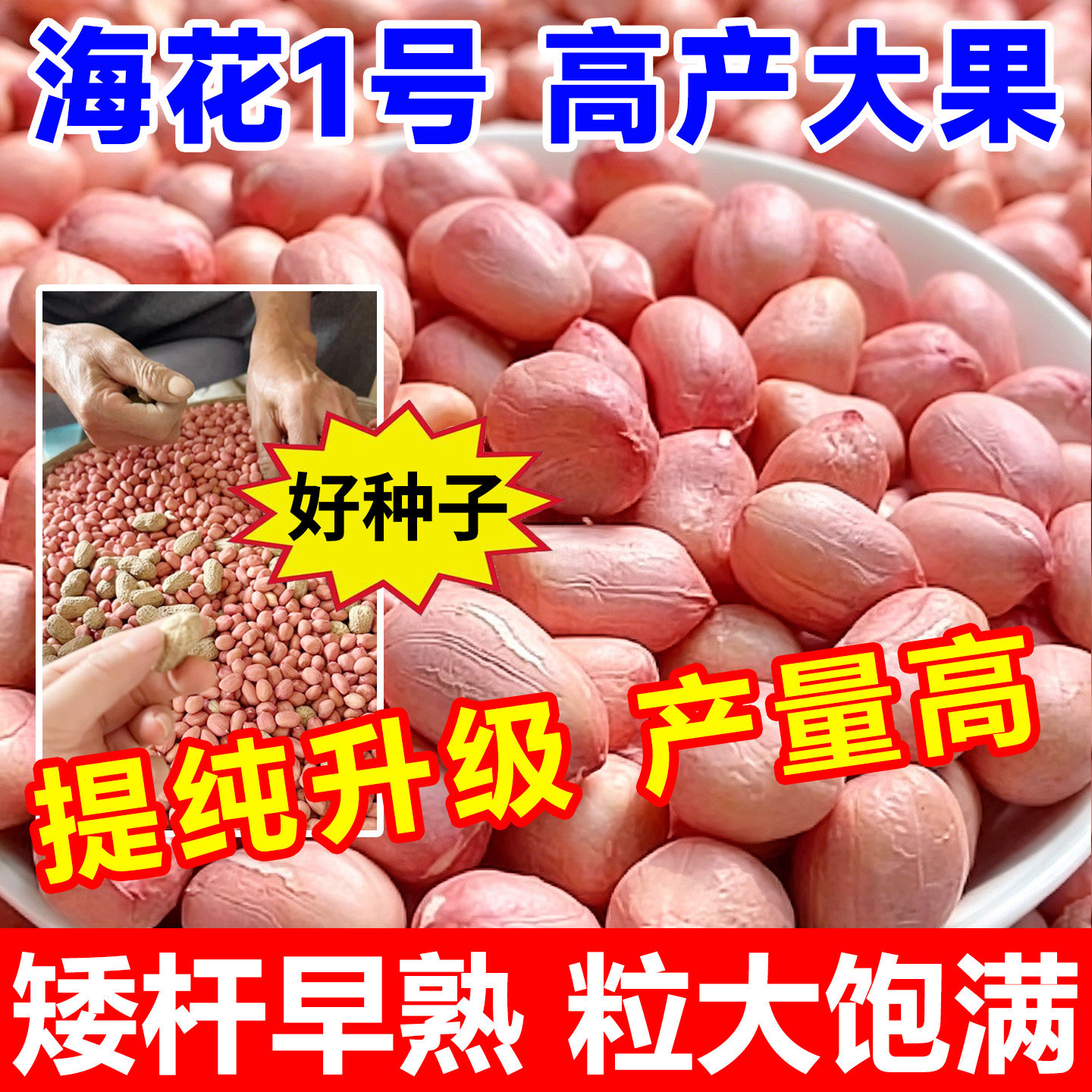 海花一号超高产花生种子薄壳原种矮秆早熟高油抗旱农科院花生新品