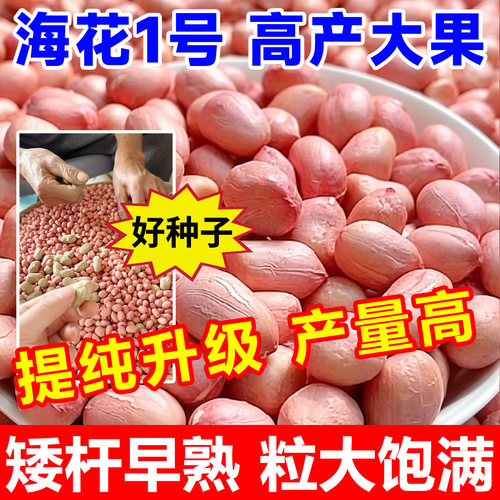 海花一号超高产花生种子薄壳原种矮秆早熟高油抗旱农科院花生新品