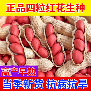 超高产四粒红花生种子矮秆早熟红皮花生种子农科院新种高产可留种
