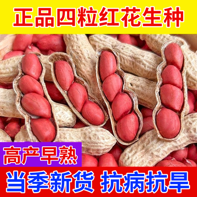 超高产四粒红花生种子矮秆早熟红皮花生种子农科院新种高产可留种