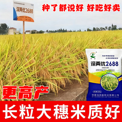 深两优2688杂交高产水稻种子稻谷