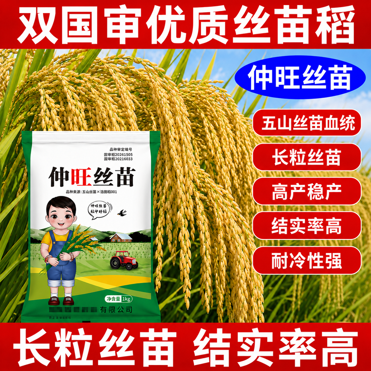 水稻种子常规长粒留种国审高产仲旺丝苗耐高温稻抗病正宗抗倒稻谷