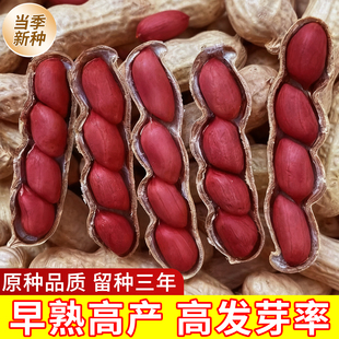 超高产四粒红花生种子矮秆早熟红皮花生种子农科院新种高产可留种