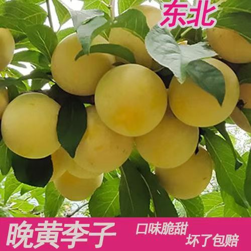 东北黄干核李子干碗李子干核酸甜李子