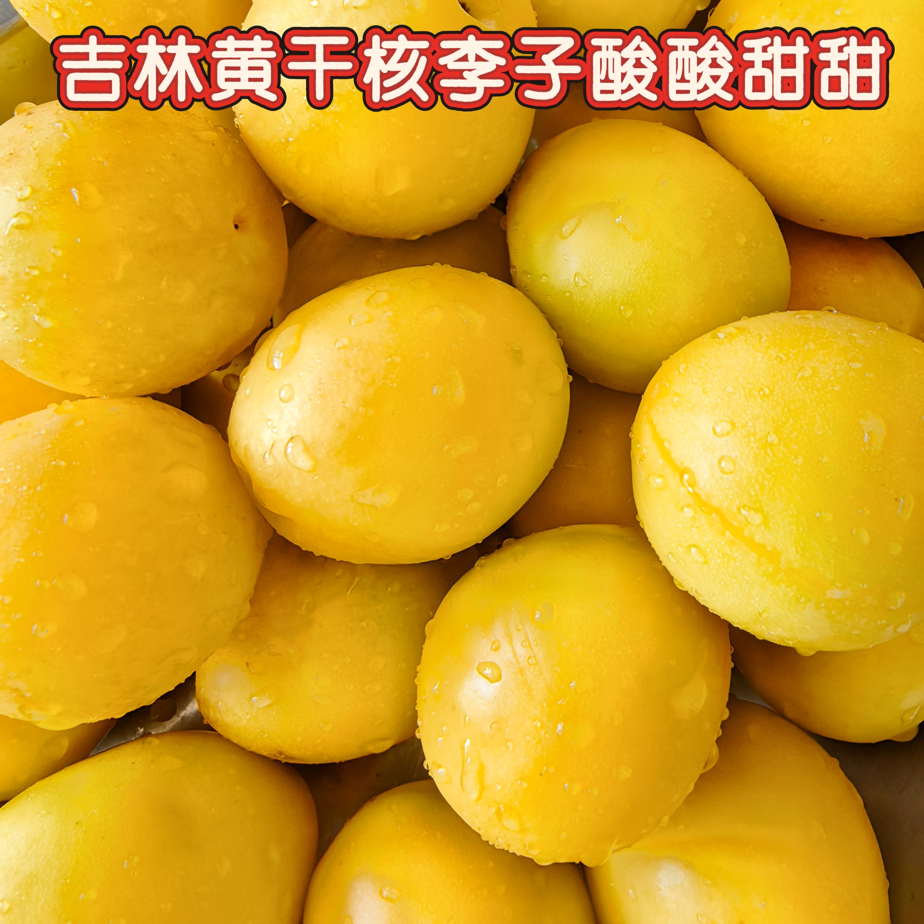 李子新鲜水果干核李子大黄干碗李李子