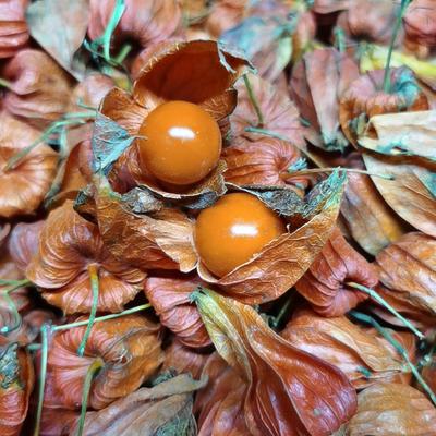 新鲜红姑娘苦菇娘大红灯笼山菇娘酸浆果锦灯笼皮有黑斑东北特产果