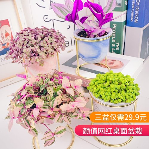 胭脂云肉肉爆盆多肉植物油画婚礼吊兰锦种植盆栽花卉植云南昆明 小麦优选