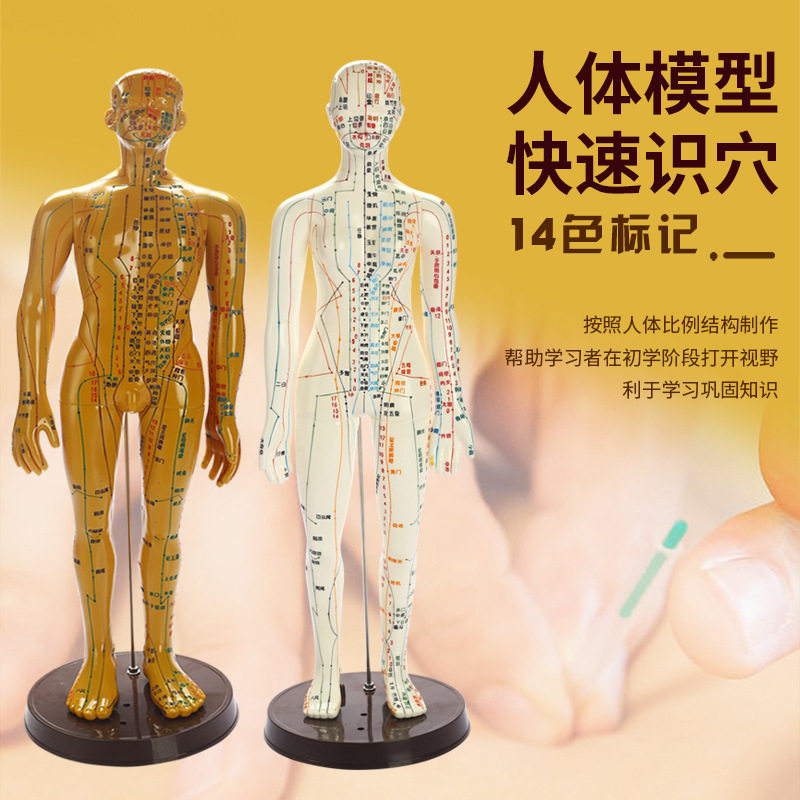 中医经络人模针灸全身人体模型男女皮人教学全身穴位图小铜人人