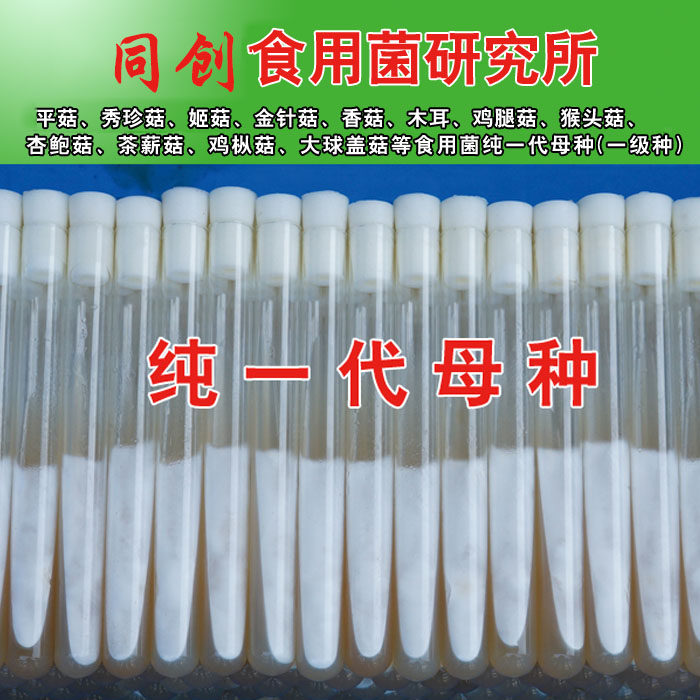 平菇木耳香菇灵芝秀珍榆黄菇母种食用菌纯一代母种一级试管菌种子