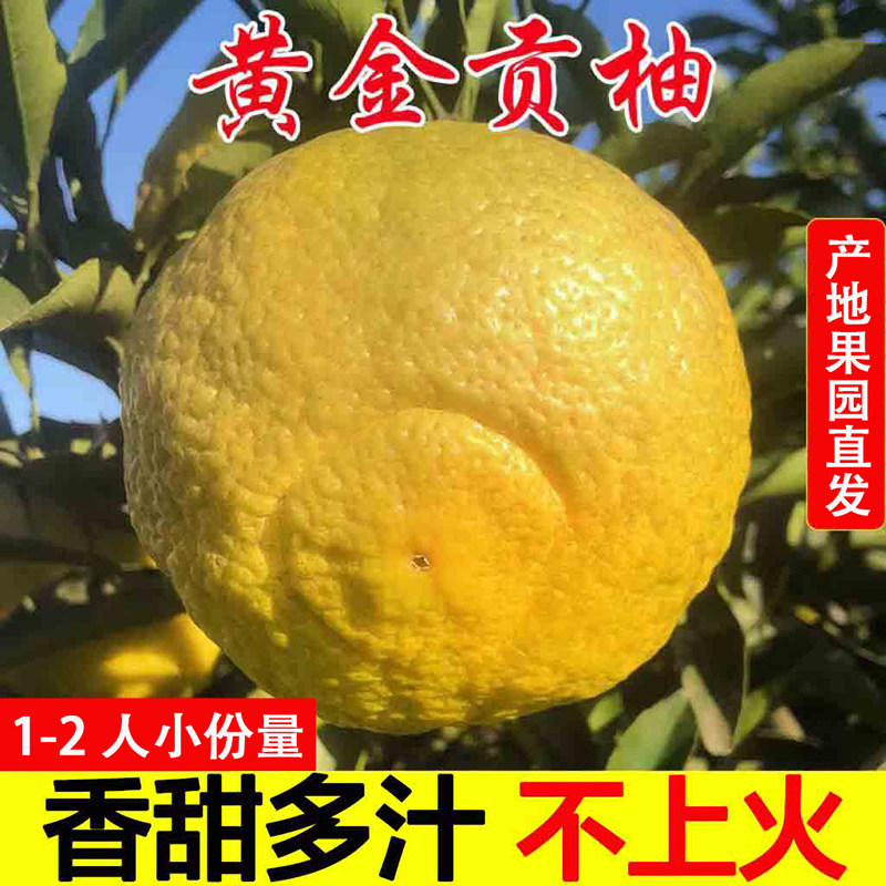 黄金贡柚正宗怀化当季新鲜高端水果春香桔柚礼盒象山青包邮