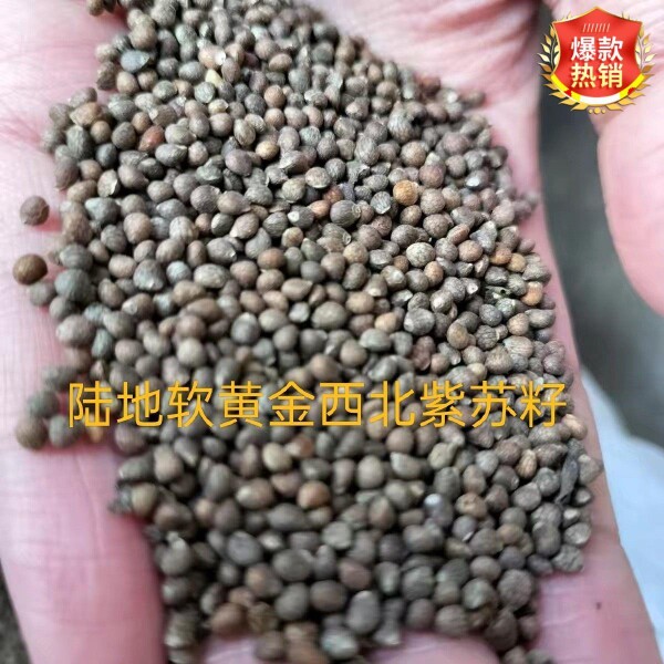 西北紫苏子荏籽甘肃特产黑荏子老品种食用无硫养生散装［1 斤装］
