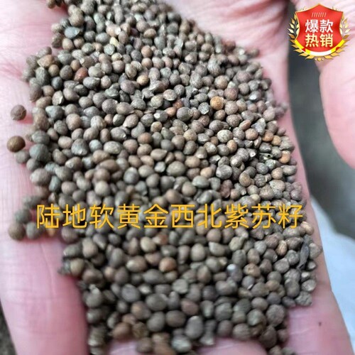 西北紫苏子荏籽甘肃特产黑荏子老品种食用无硫养生散装［1 斤装］